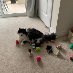 Meet your Posher, Ki